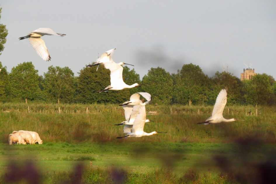Lepelaars langs de Linge - Vogels - 