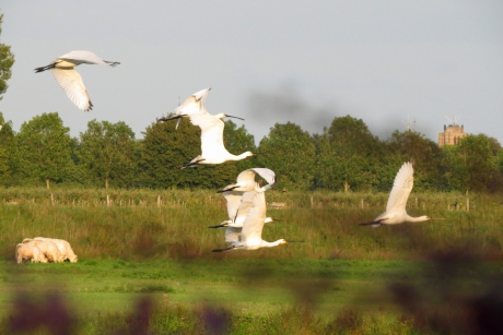 Lepelaars langs de Linge