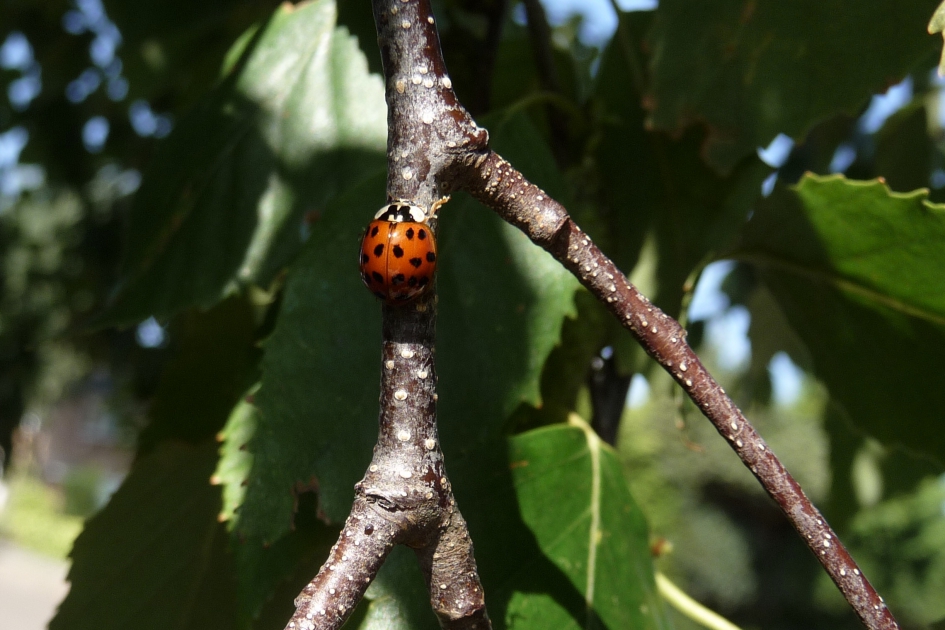 Lieveheersbeestje - Geleedpotigen - 