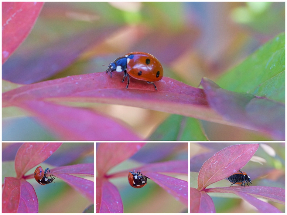 Lieveheersbeestje, zon en herfstkleuren! - Geleedpotigen - 