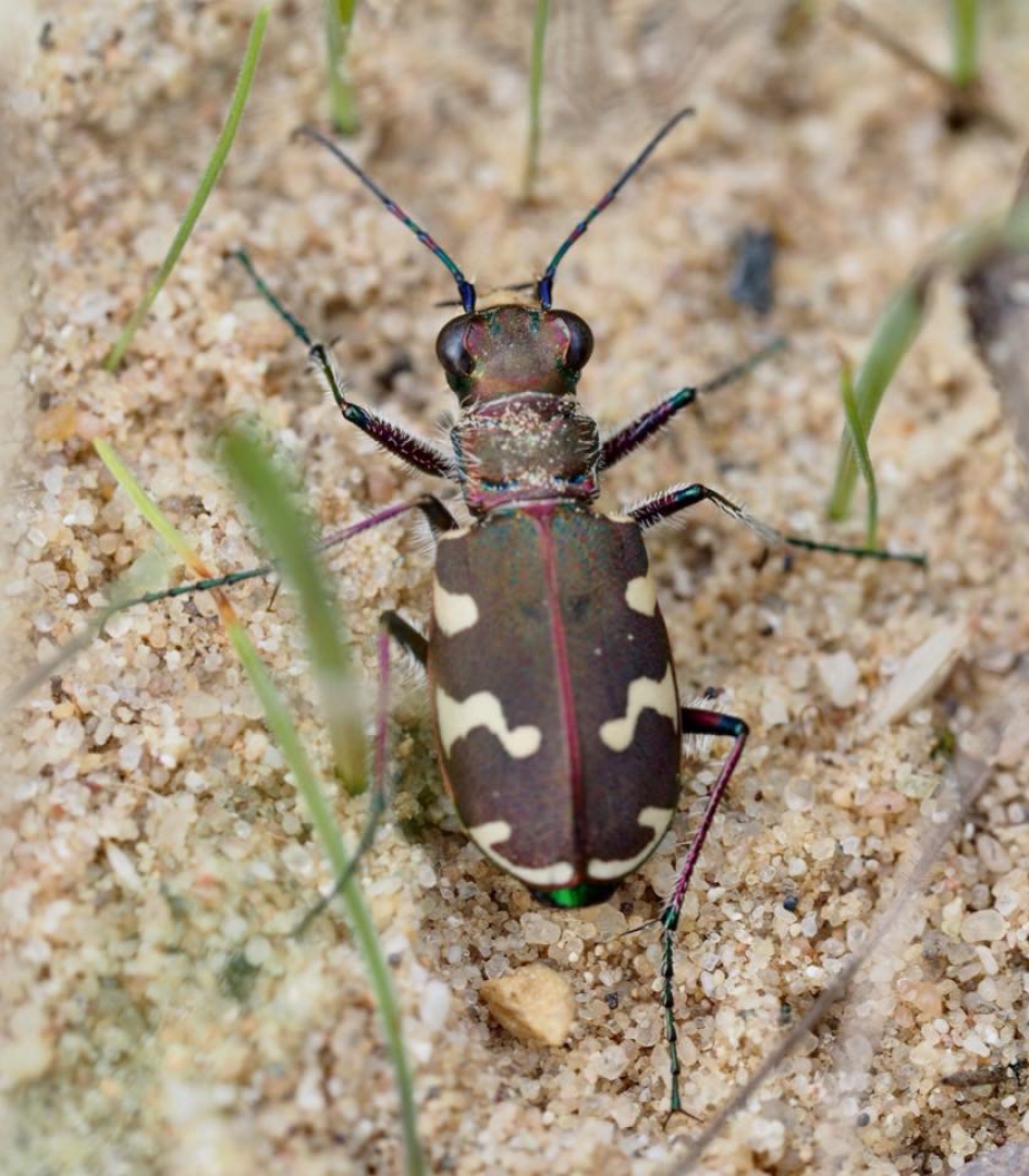 Lucky day! - Geleedpotigen - Bastaard zandloopkever of bronzen zandloopkever