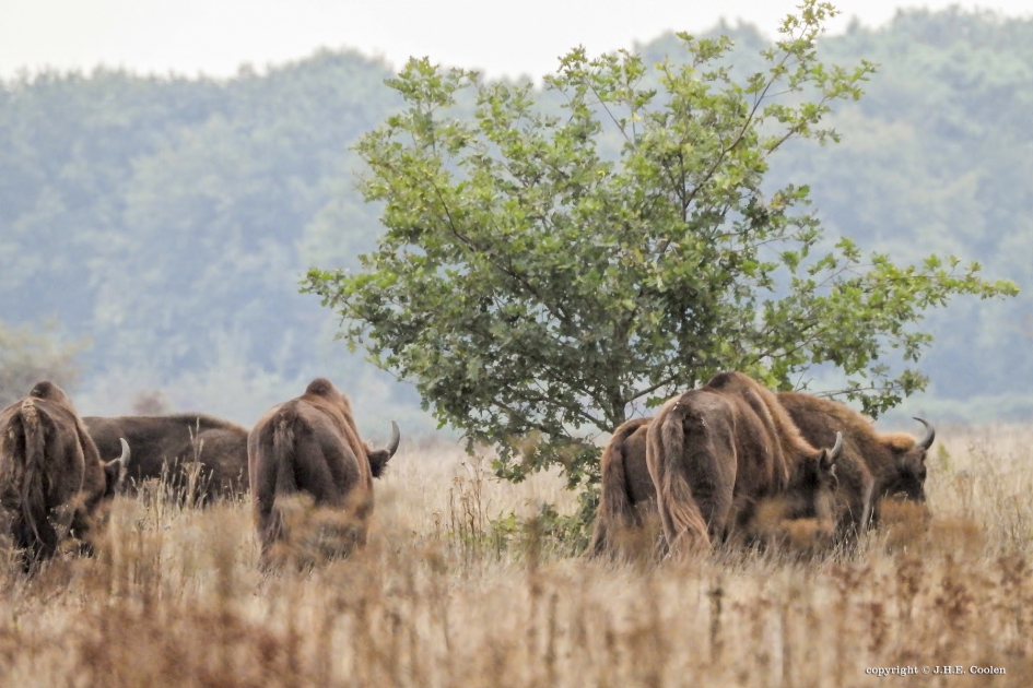 Maashorst - Weer en landschap - Wisent