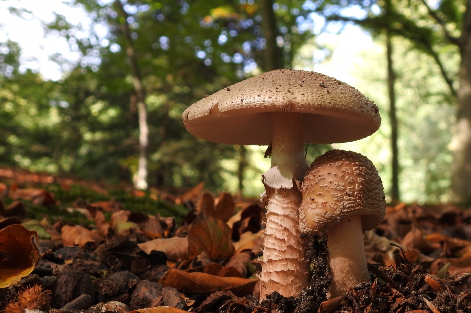 Mag ik dan bij jou....... - Schimmels - Parelamaniet