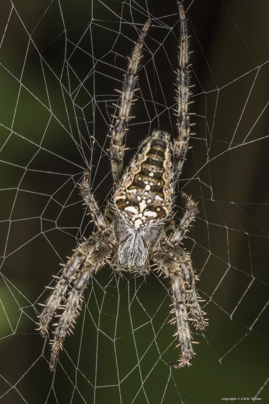 Man - Geleedpotigen - Kruisspin