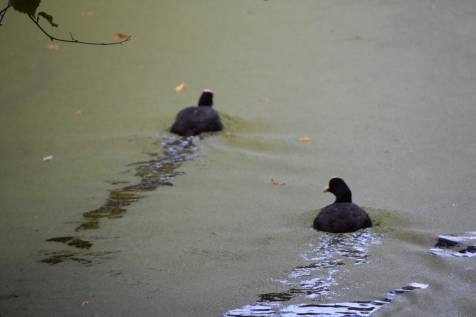 Meerkoeten - Vogels - 