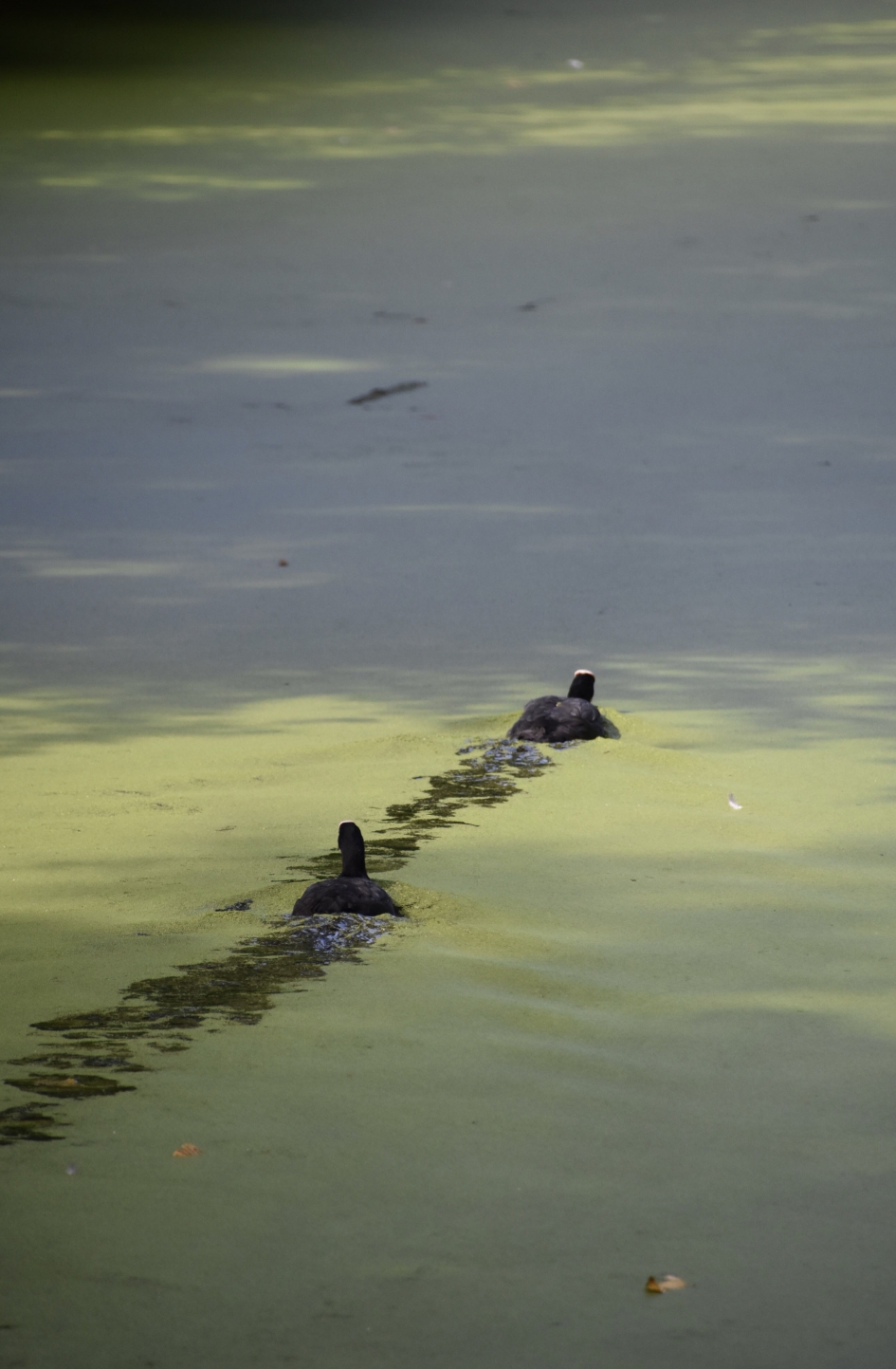 Meerkoetjes - Vogels - 