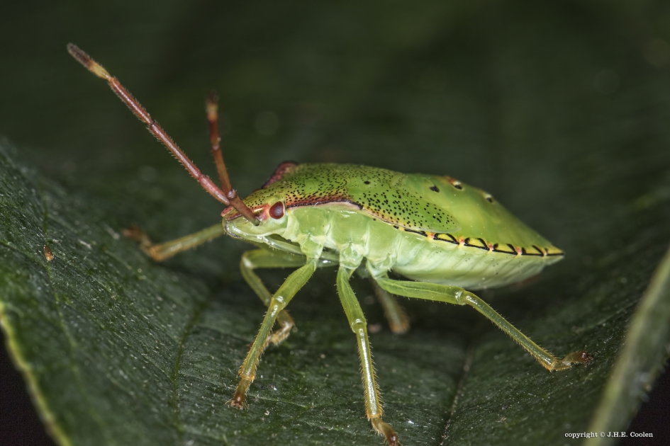 Meidoornkielwants nimf - Geleedpotigen - Meidoornkielwants nimf