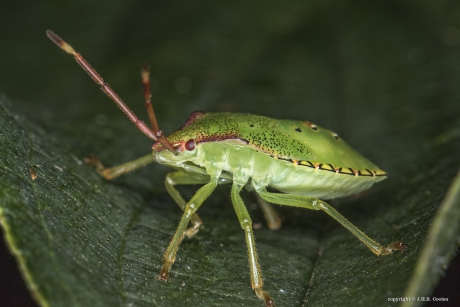 Meidoornkielwants nimf