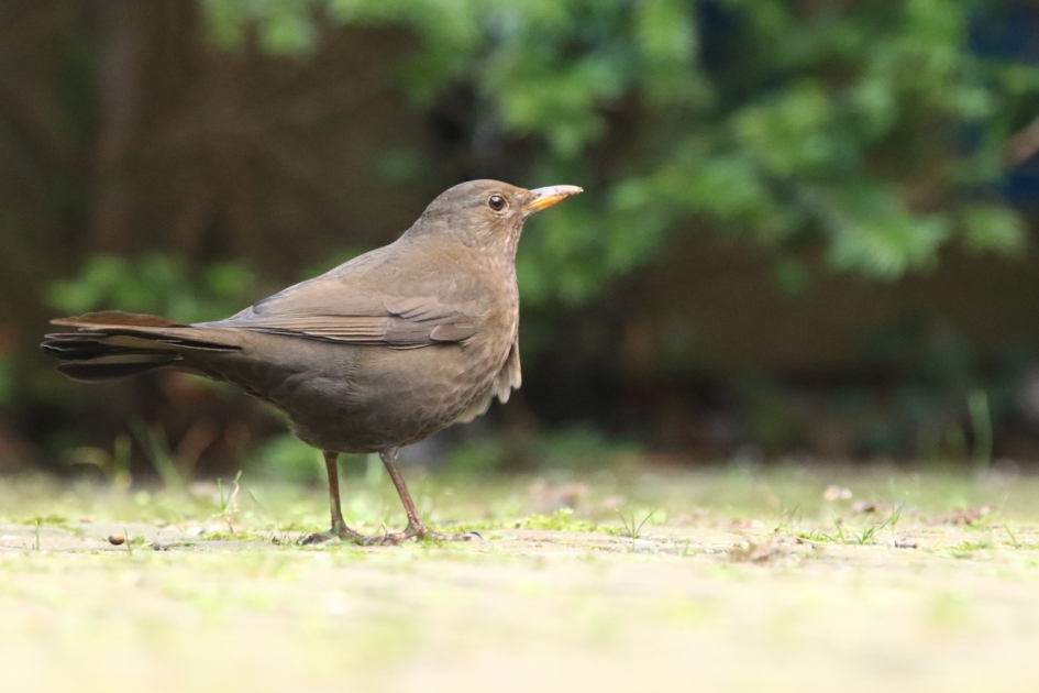 merel -v- - Vogels - 