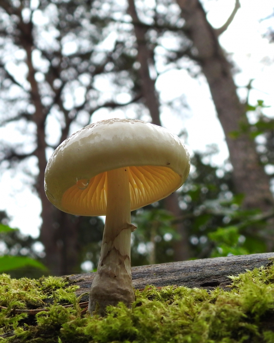 Met een lach en een traan - Schimmels - Porseleinzwam