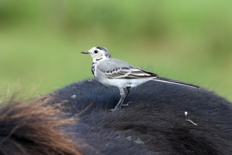 Met ponyrijden kun je niet vroeg genoeg beginnen