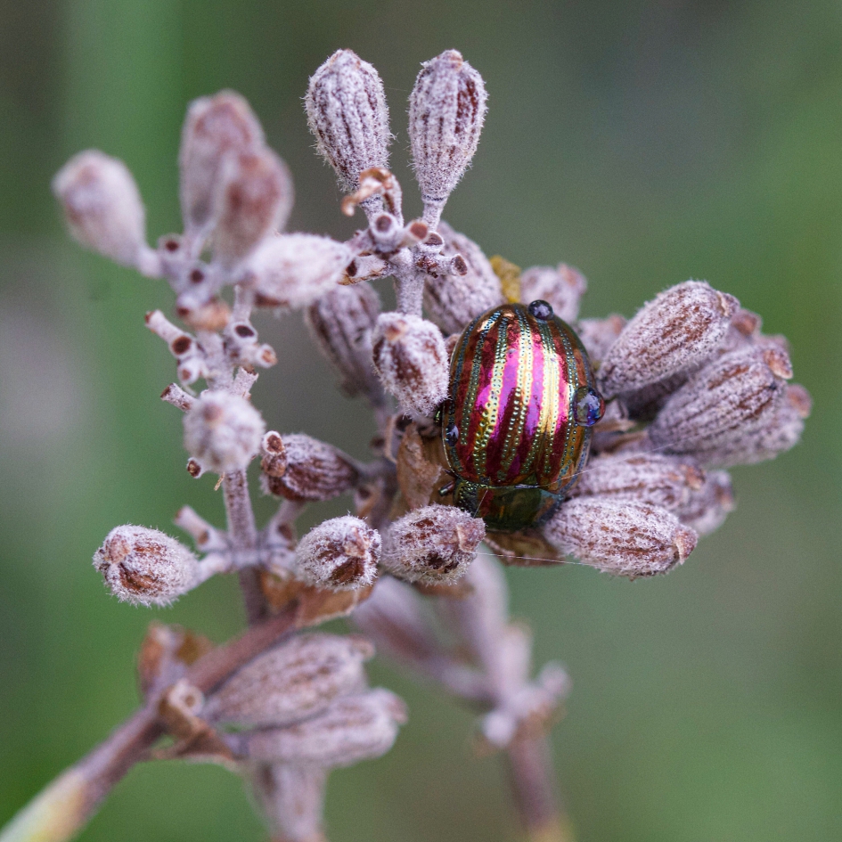 Met regendruppeltjes - Geleedpotigen - Rozemarijngoudhaantje