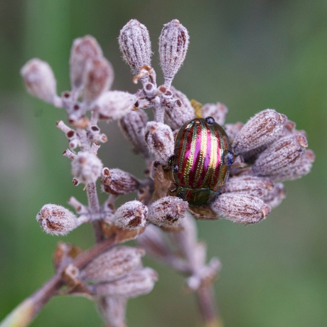 Met regendruppeltjes