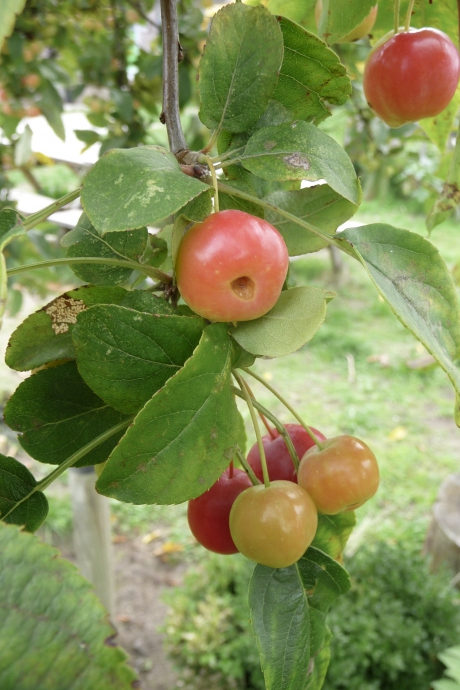 Sierappeltjes (Malus)
