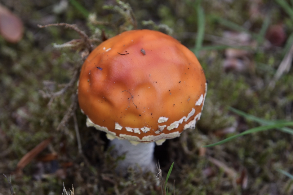 Mislukte vliegenzwam? - Schimmels - 