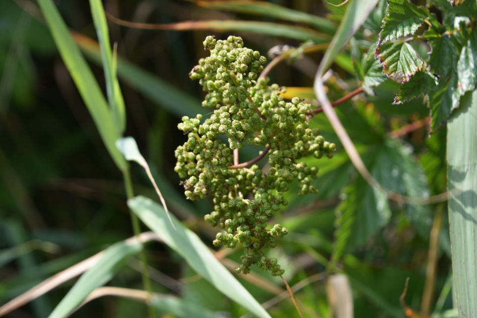 Moerasspirea - Planten - 