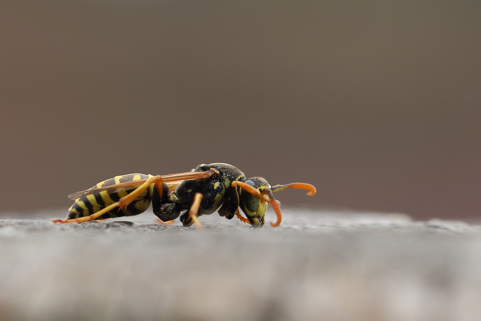 mooi maar niet geliefd - Geleedpotigen - Franse veldwesp