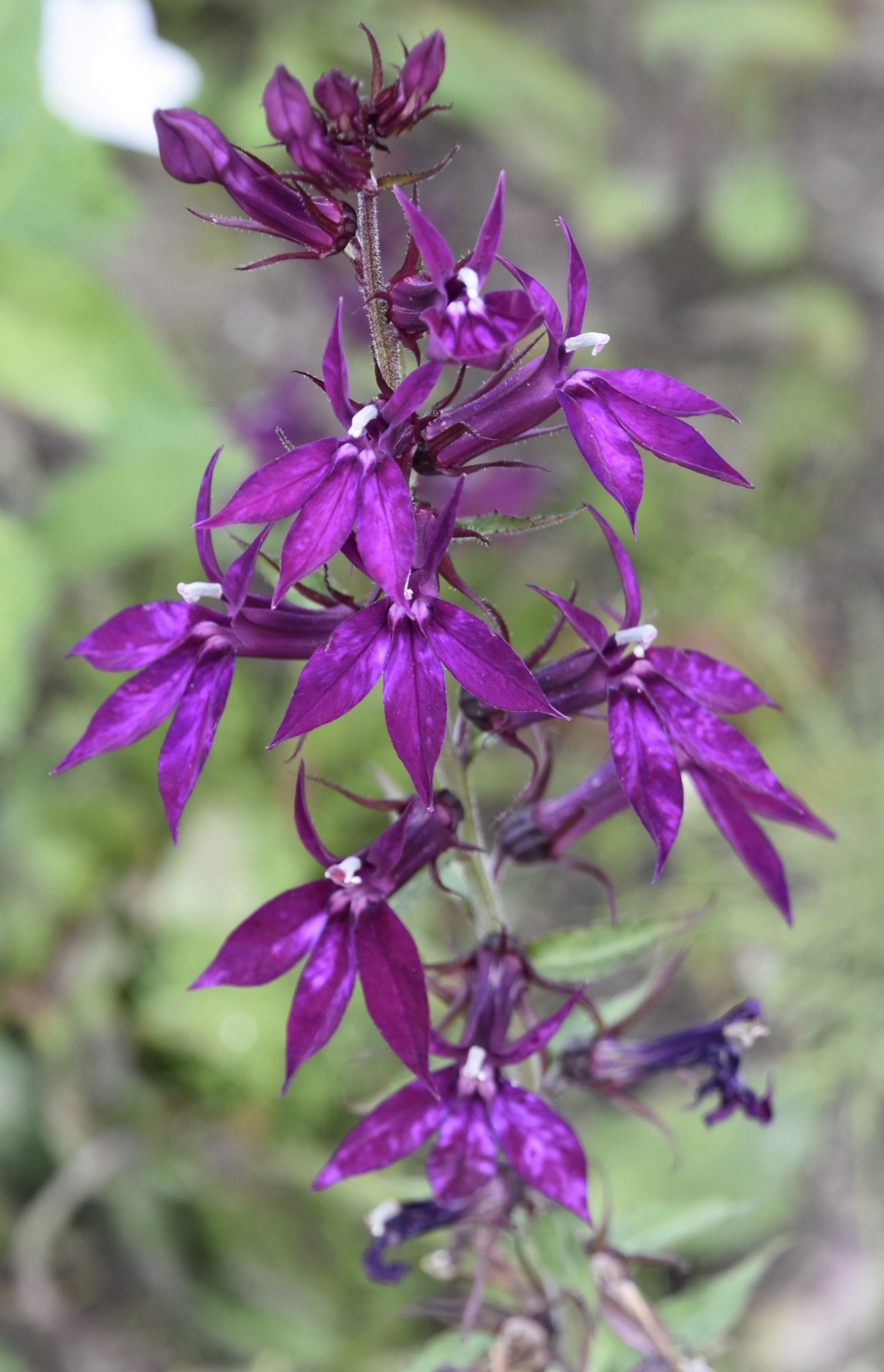 Mooi paars - Planten - 