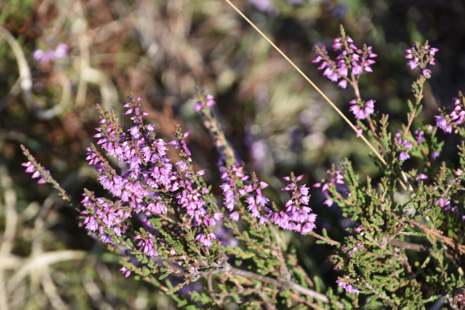 Mooi paarse hei... - Planten - 