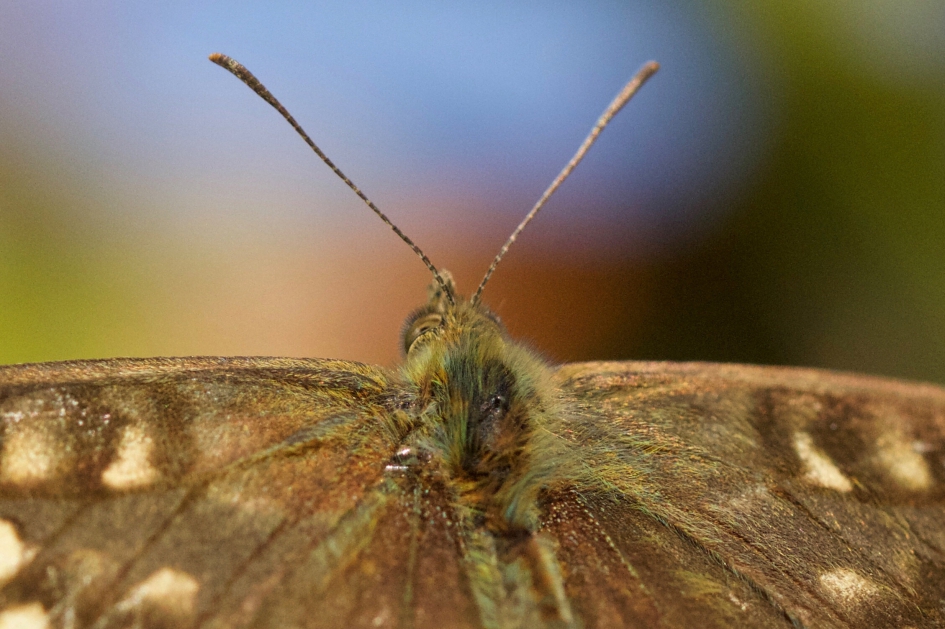 Past mooi bij de herfstkleuren! - Geleedpotigen - 