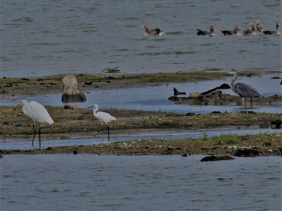 Met zijn drieën op de foto - Vogels - Kleine zilverreiger, grote zilverreiger en blauwe reiger