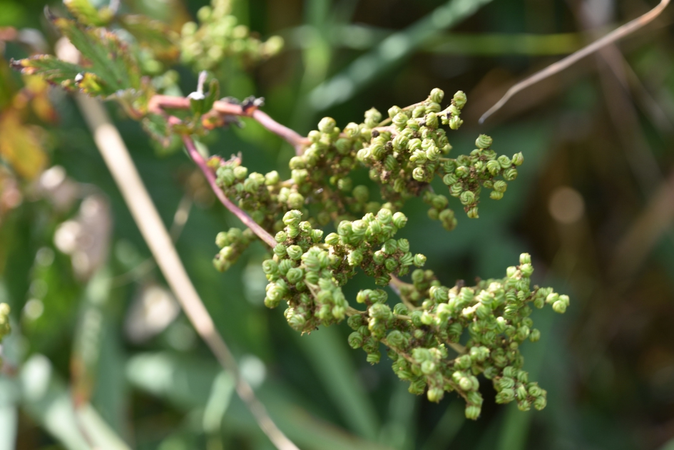 Moerasspirea - Planten - 