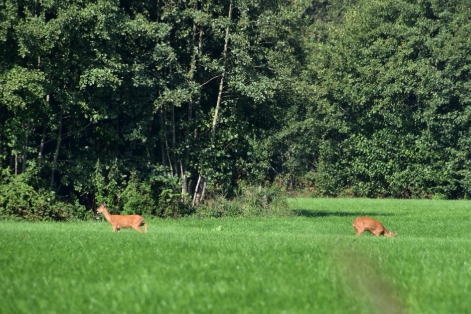 Reeën - Zoogdieren - 