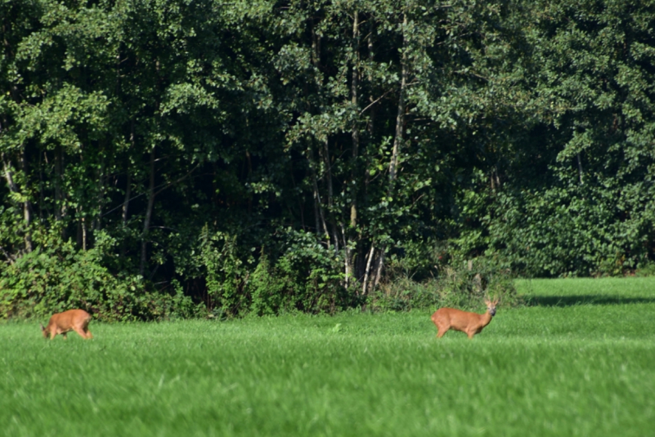 Reeën - Zoogdieren - 