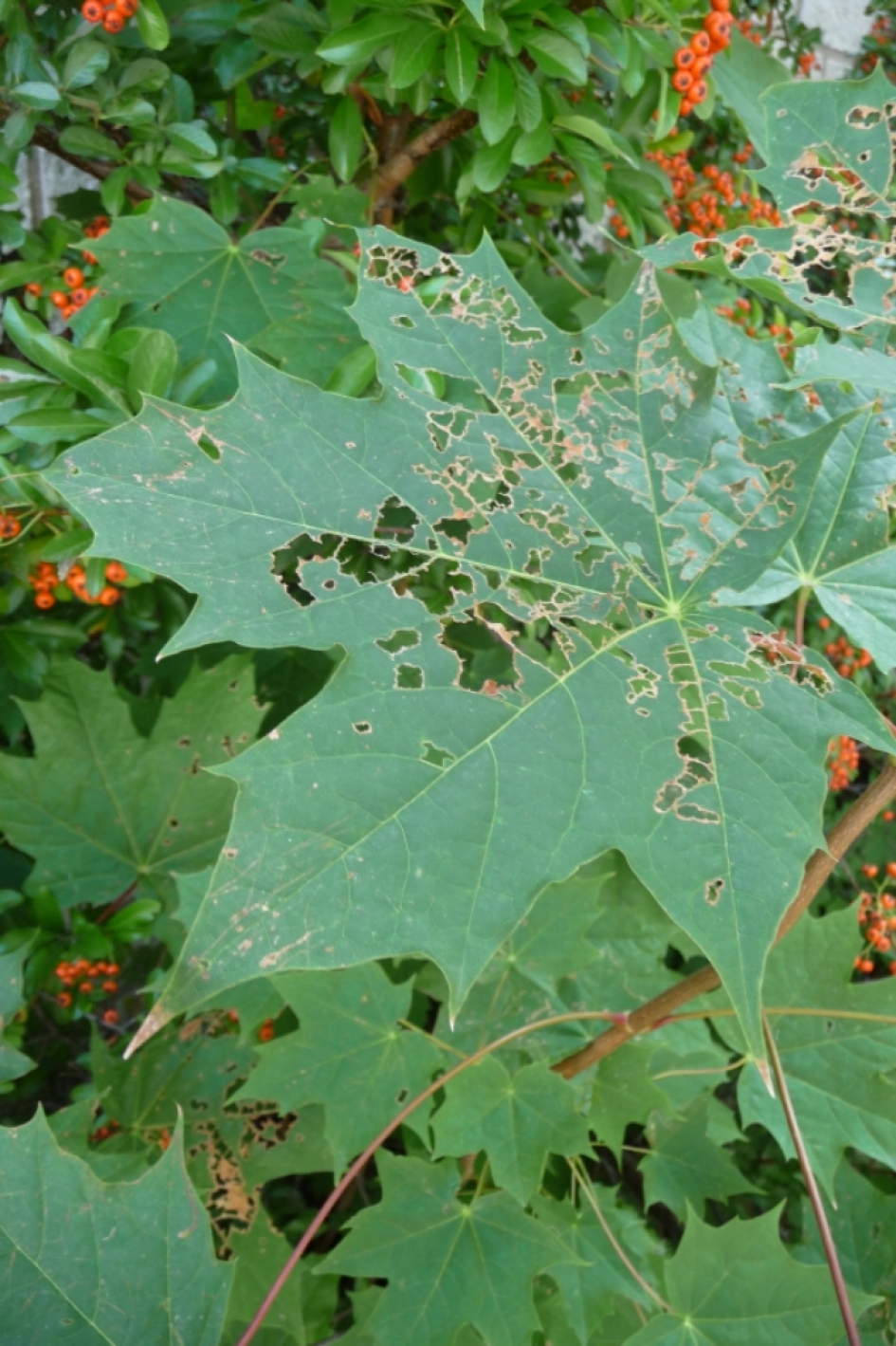 Geliefd blad... - Planten - 