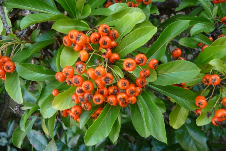 Vuurdoorn - Planten - 