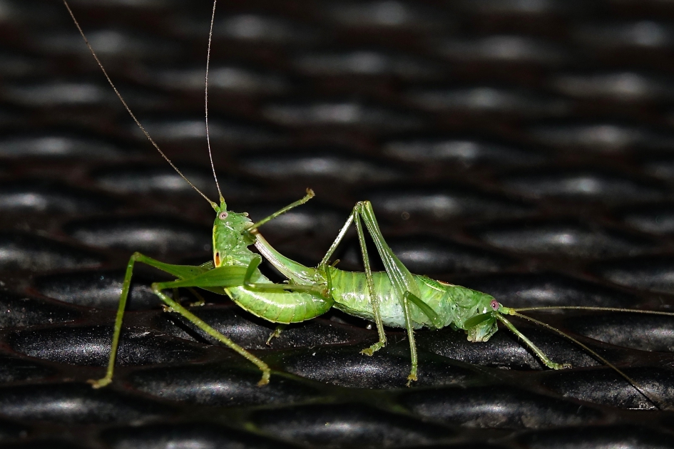 Nachtelijke escapade - Geleedpotigen - Zuidelijke boomsprinkhaan