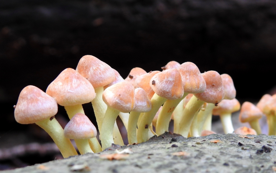 Netjes in de rij jongens ! - Schimmels - 