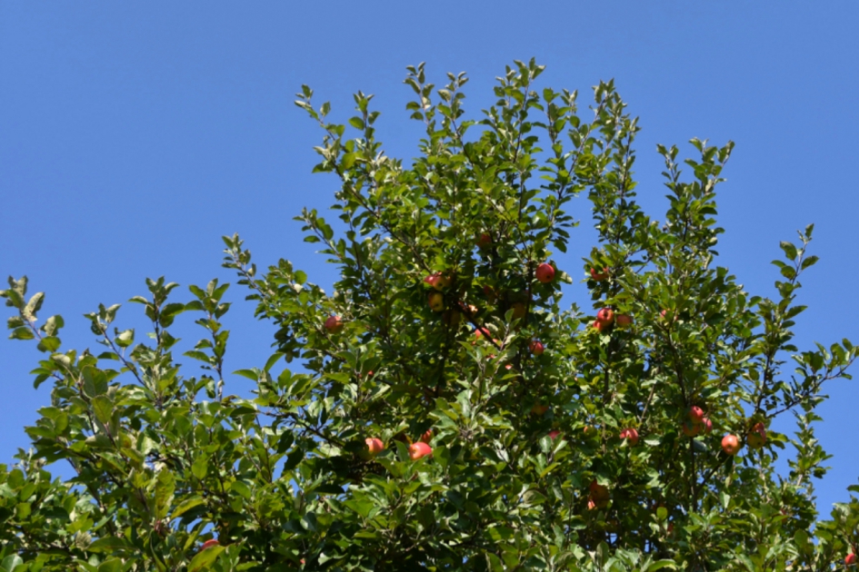 Nieuwe oogst - Planten - 