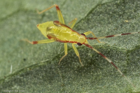 Nimf Bonte geelschild