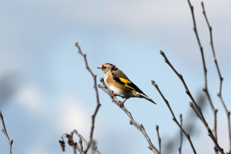 Nog even en dan heb ik een mooi rood kopje