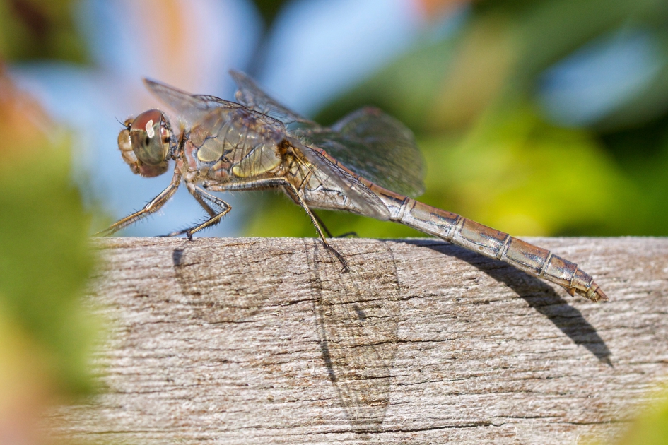 Nog even genieten van de zon - Geleedpotigen - 