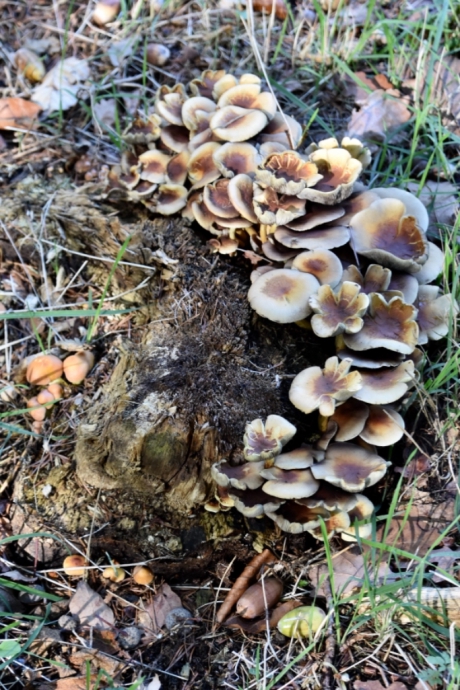 Nog maar een paar paddenstoelen