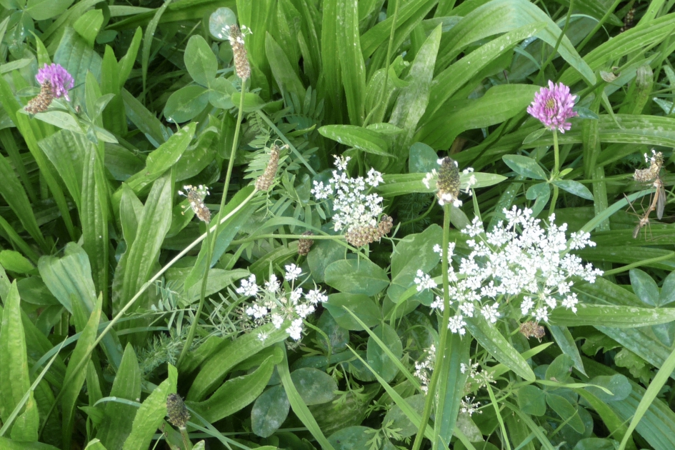 Nog steeds bermbloemen - Planten - 