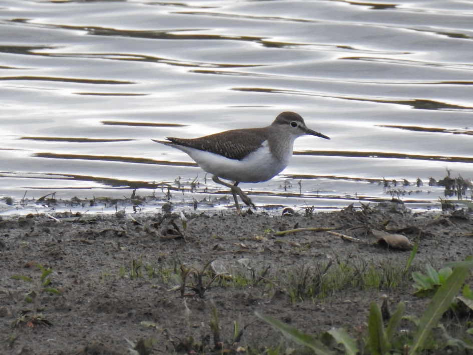 Oeverloper - Vogels - Oeverloper