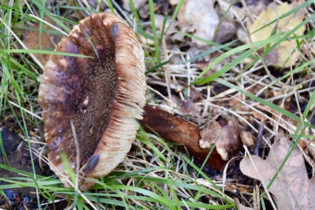 Omgevallen paddenstoel