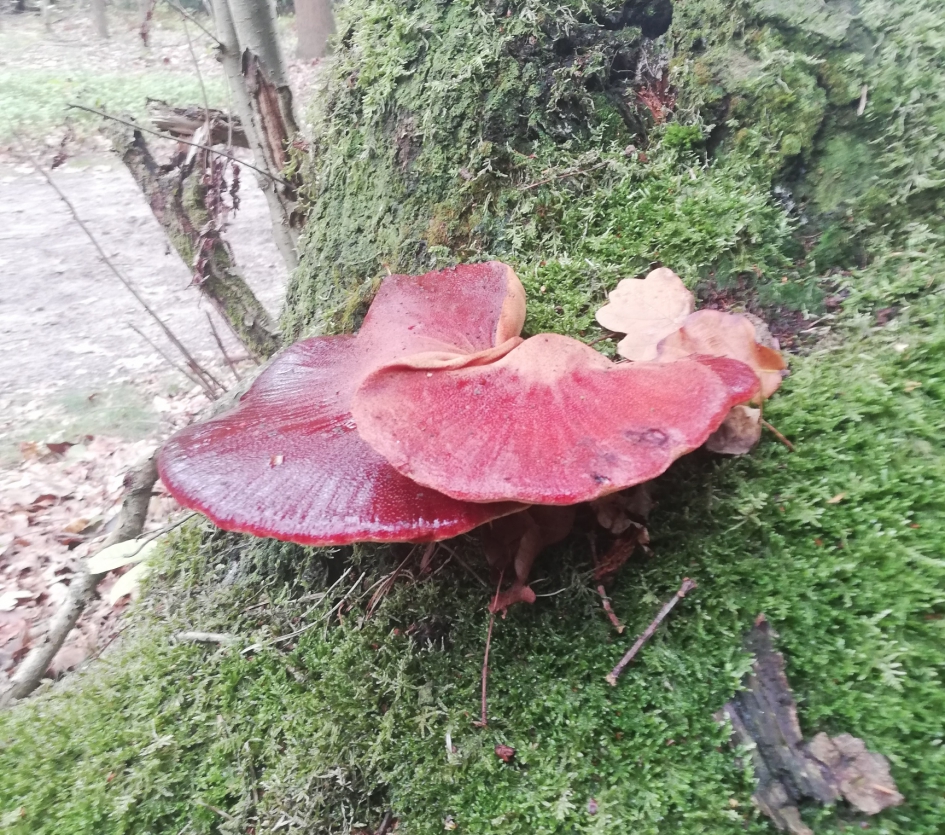 Onbekende paddestoel bij Birkhoven Amersfoort - Schimmels - ?