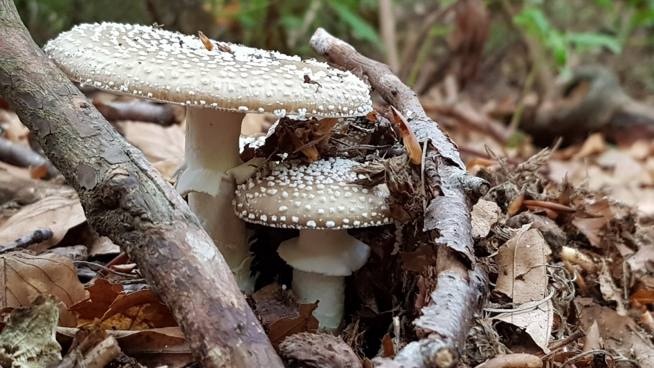 Onder moeders paraplu - Schimmels - Paralamaniet