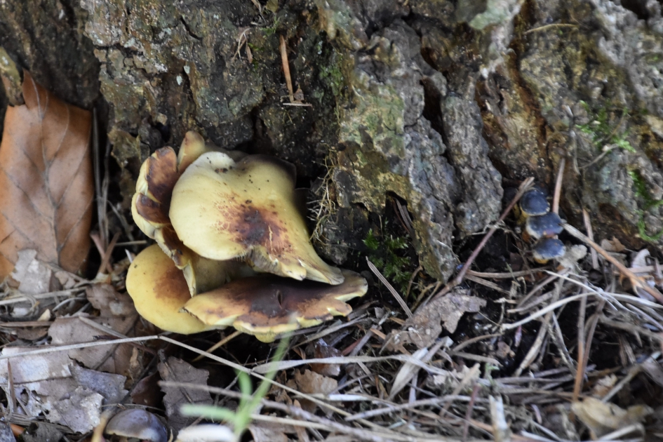 Zwam onderaan de voet van een boom - Schimmels - 