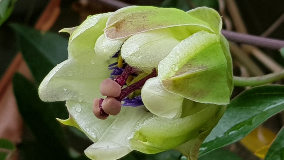 Ontluikende passie - Planten - Passiebloem