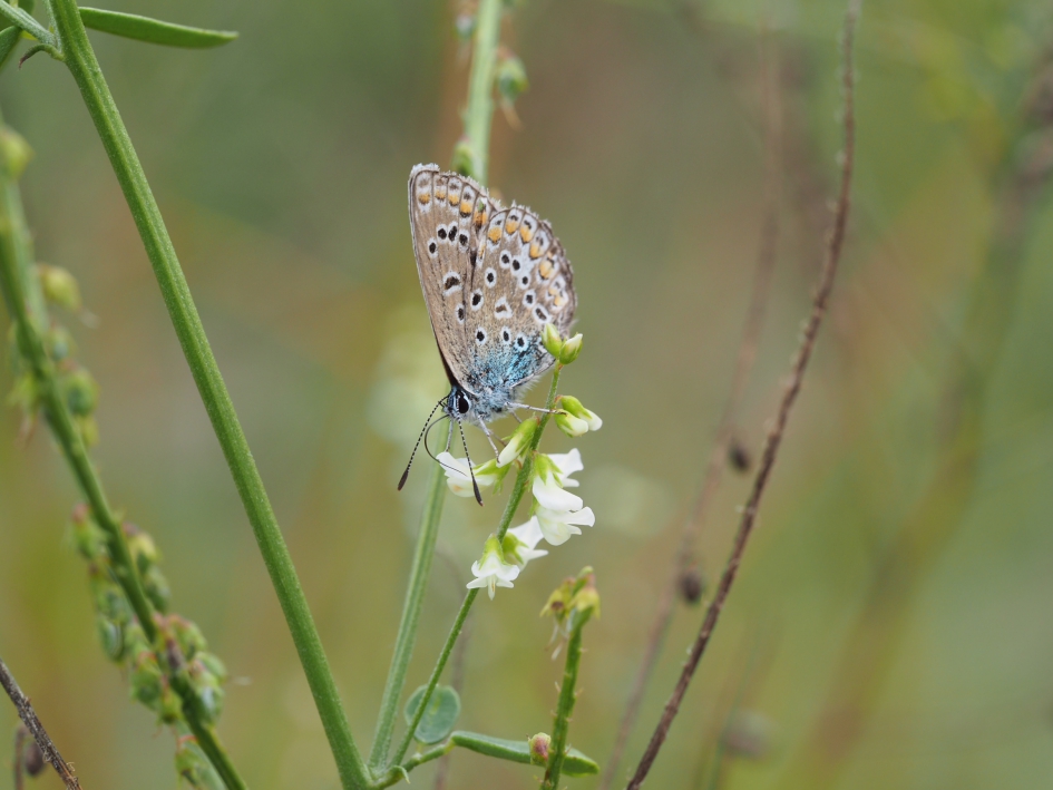 Ook in de nazomer is het genieten! - Geleedpotigen - Icarusvlinder