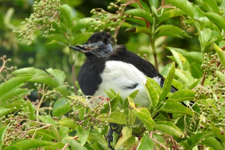 Ook moeder Natuur maakt fouten
