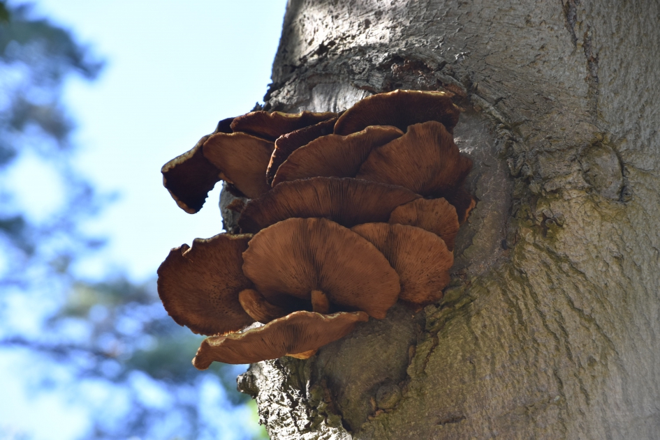 Op een beuk ongeveer 3 m hoog - Schimmels - 