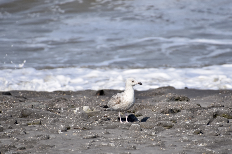 Voor de kust - Vogels - 