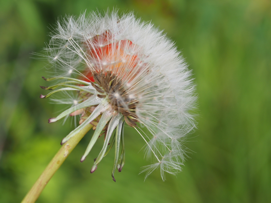Opnieuw lente? - Planten - Paardebloem