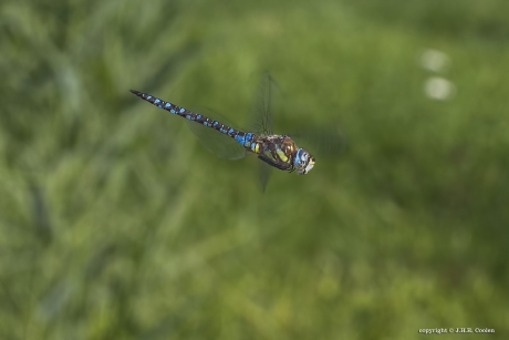 Paardenbijter (Aeshna mixta)